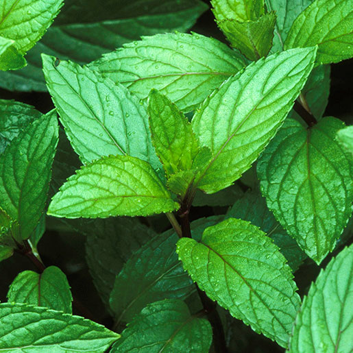 Natural peppermint used for our cbd wellness peppermint tincture