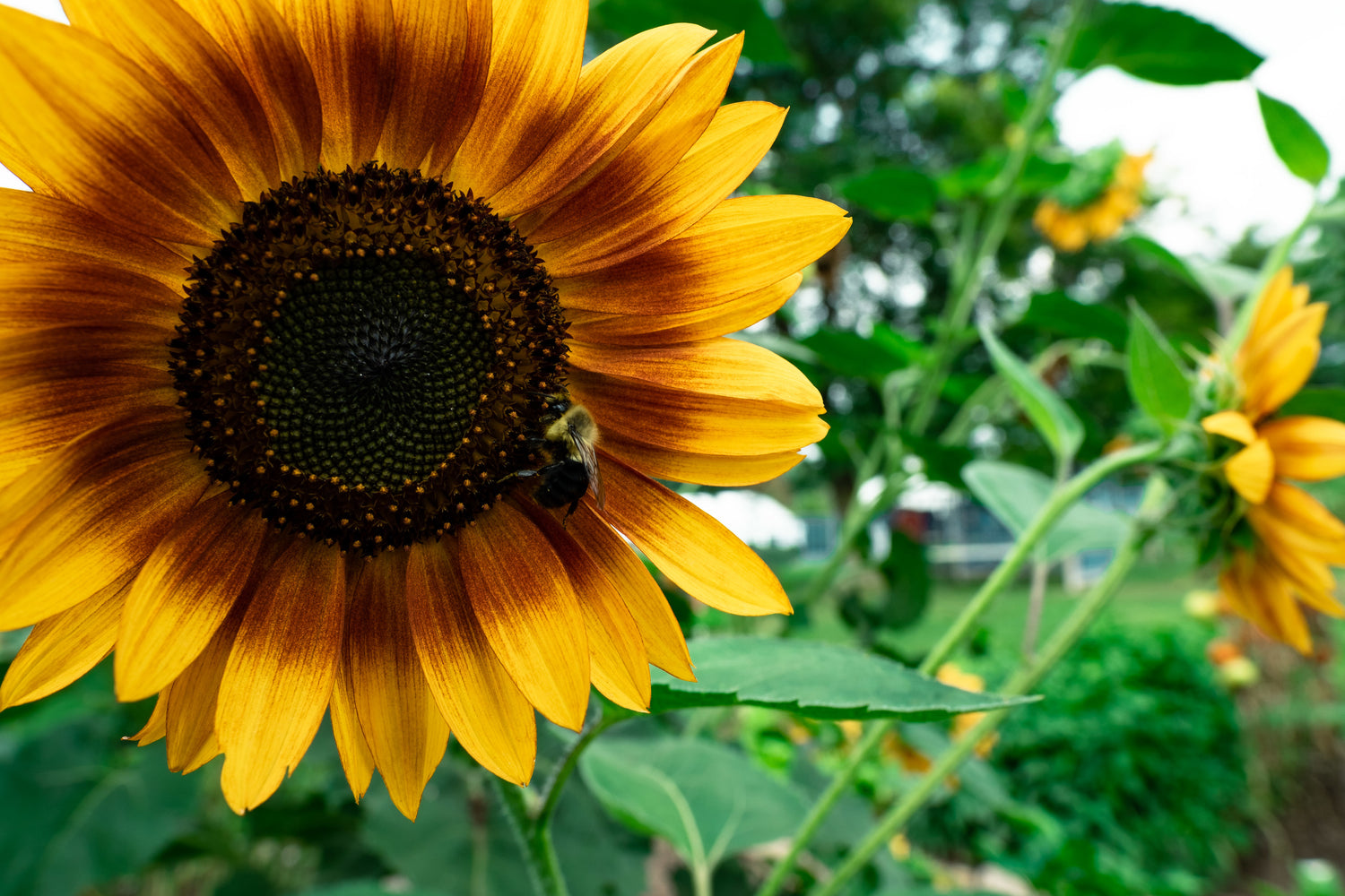 cbd wellness uses naturel sunflower oil in tinctures