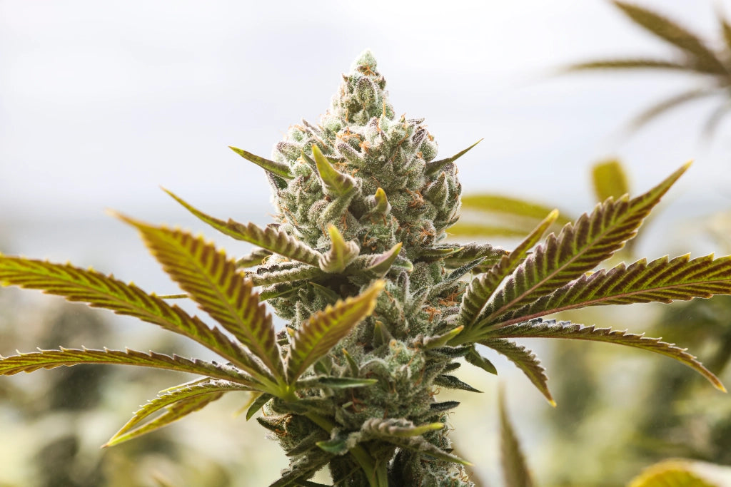 CBD Wellness cannabis hemp CBD flower