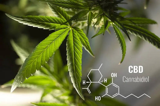 CBD Wellness breaks down information about CBD