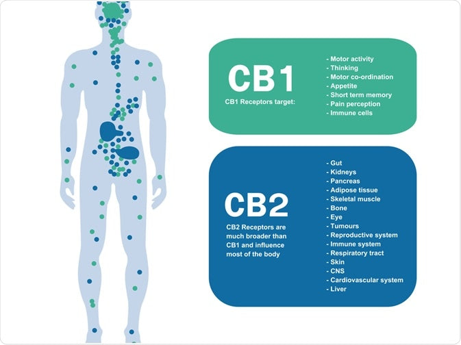 CBD Wellness explains the endocannabinoid system.