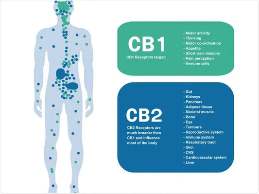 CBD Wellness explains the endocannabinoid system.