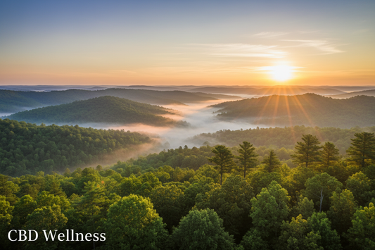 Best CBD in Arkansas: Why CBD Wellness Is Arkansas's Most Trusted CBD Brand