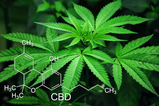 CBD Wellness explains in depth what CBD is and what it provides