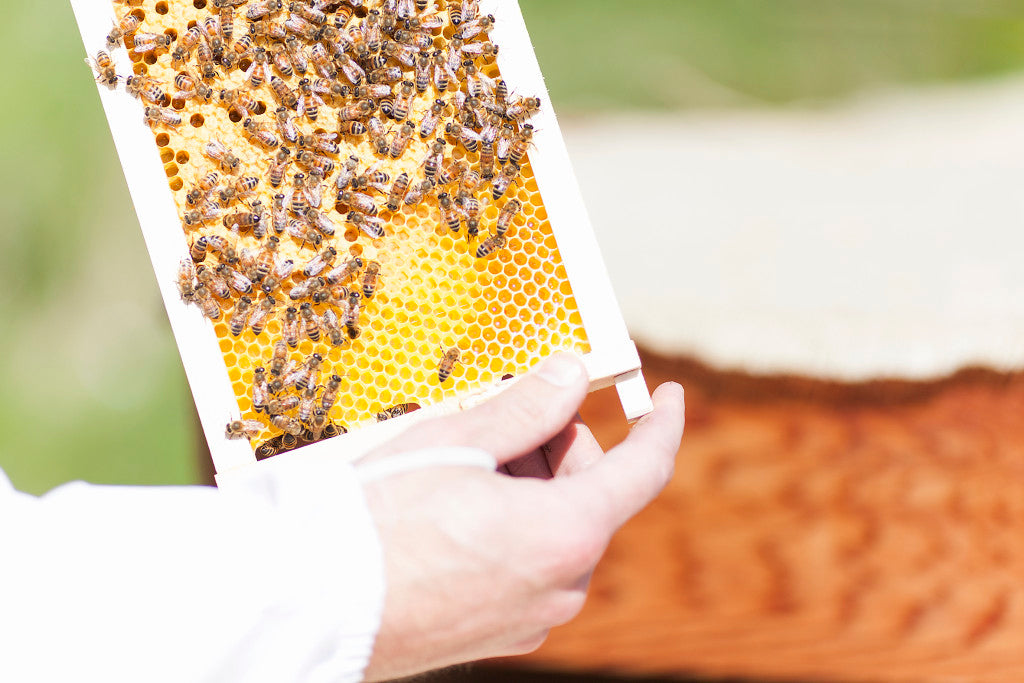cbd wellness uses natural beeswax in our products