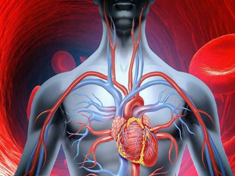 regulated blood circulation with cbd wellness products