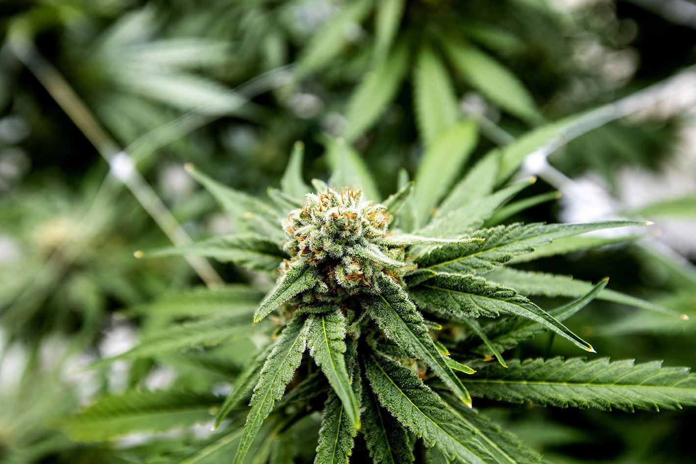 cbd wellness hemp cbd flower
